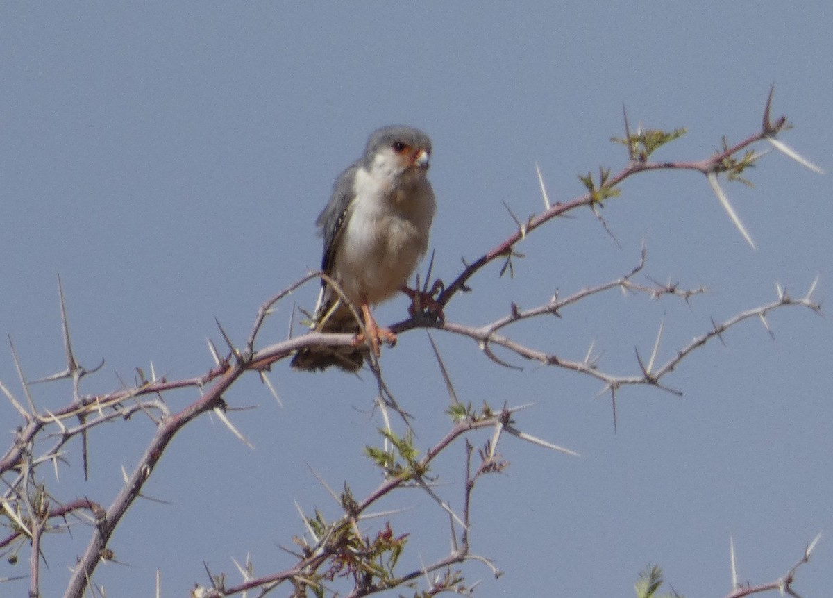 Pygmy Falcon - Peter Osenton