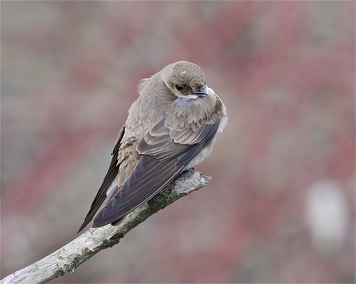 Northern Rough-winged Swallow - ML223823641