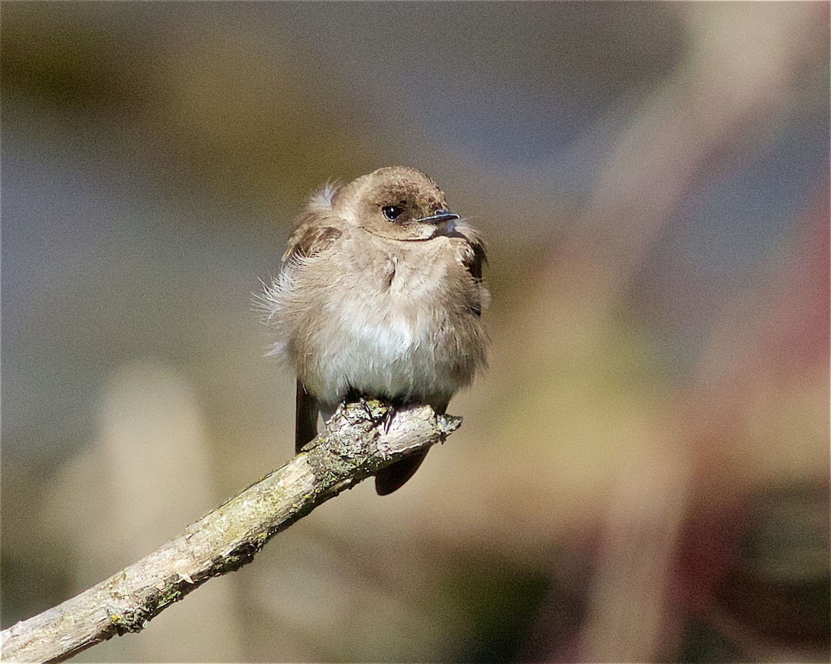 Northern Rough-winged Swallow - ML223823651