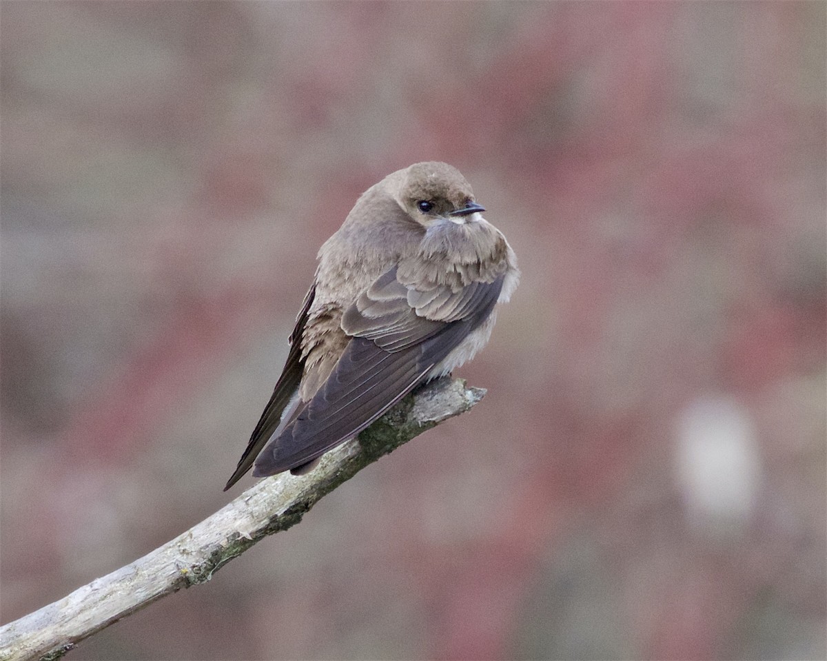 Northern Rough-winged Swallow - ML223824131