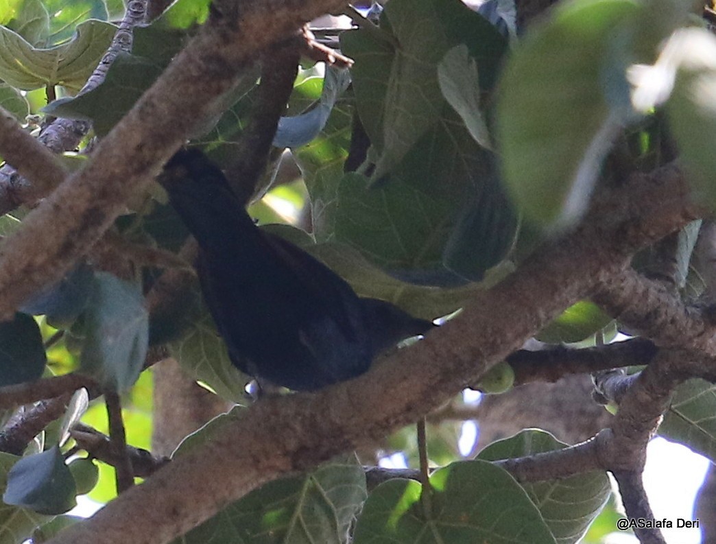 Red-winged Starling - ML223825261