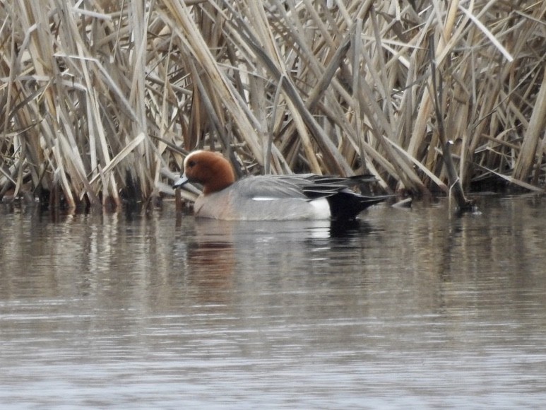 Eurasian Wigeon - Jack Coulter