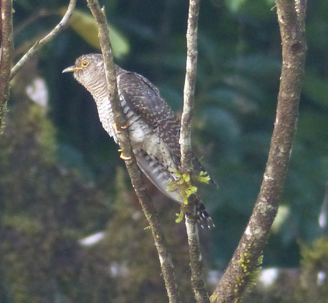 Common Cuckoo - ML22382991