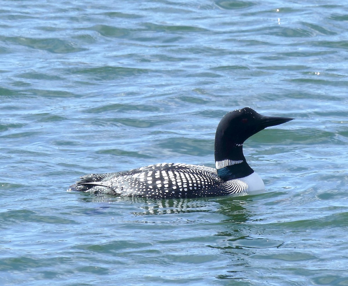 Common Loon - Dave Trochlell