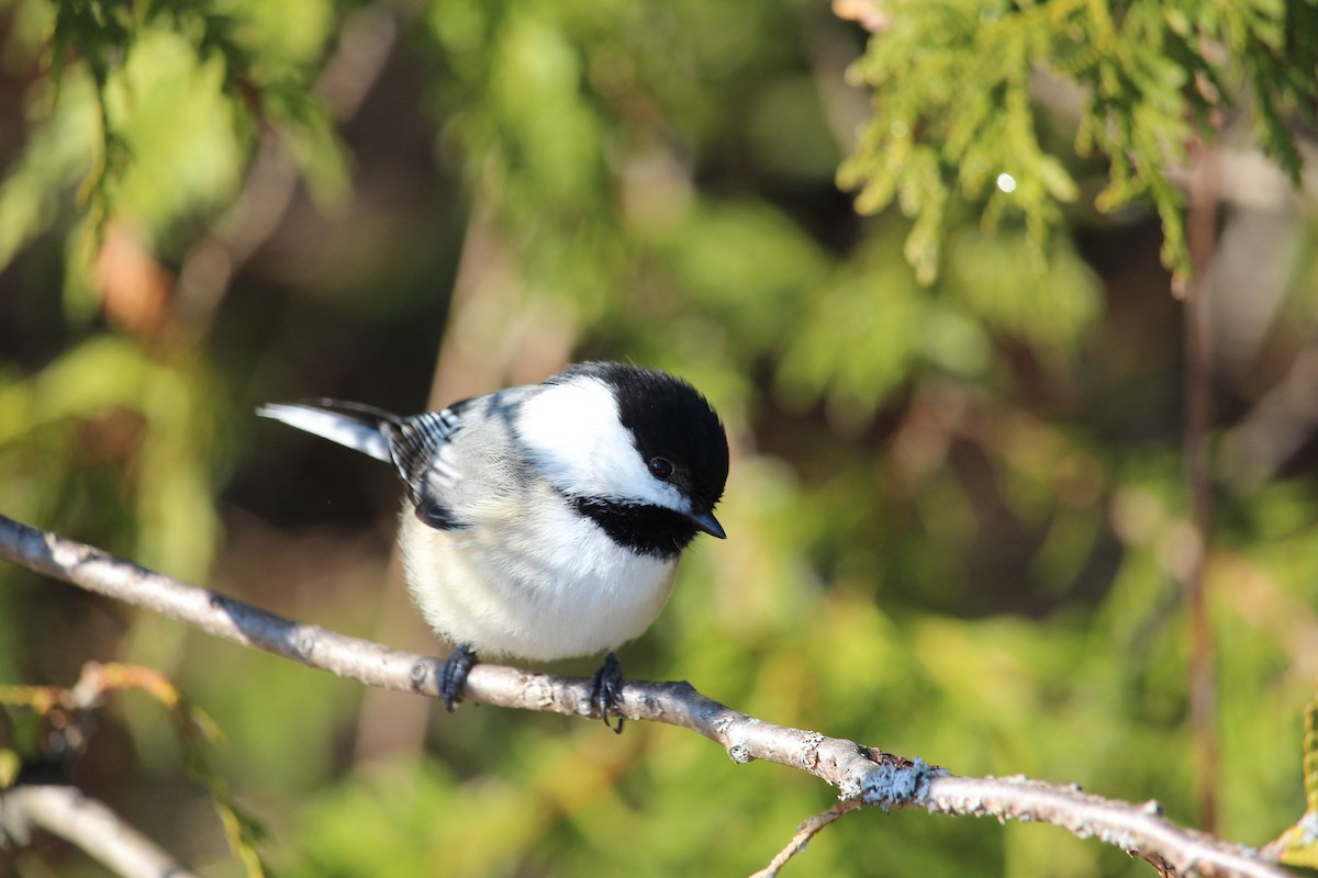 Black-capped Chickadee - Christopher Moser-Purdy