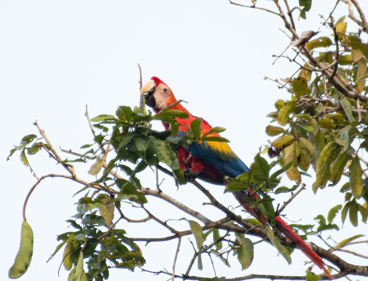 Scarlet Macaw - ML223838371