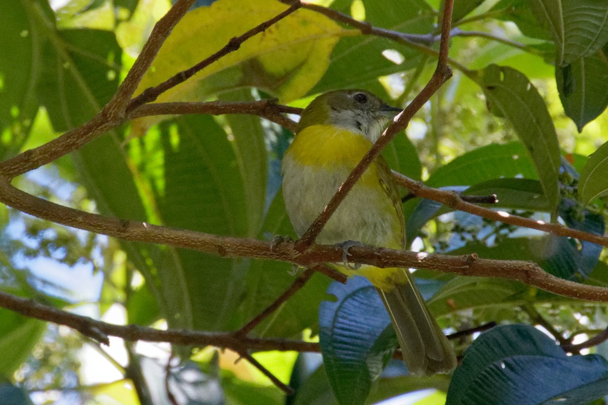 Ashy-throated Chlorospingus (Olive-crowned) - ML223840611