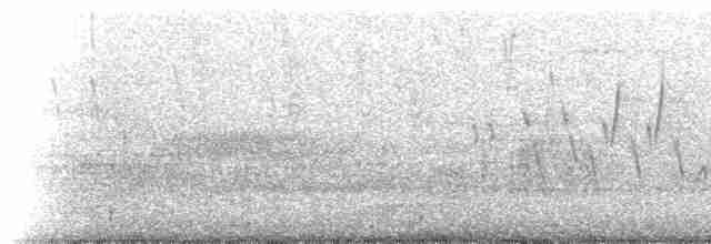 Тауї плямистий - ML223844