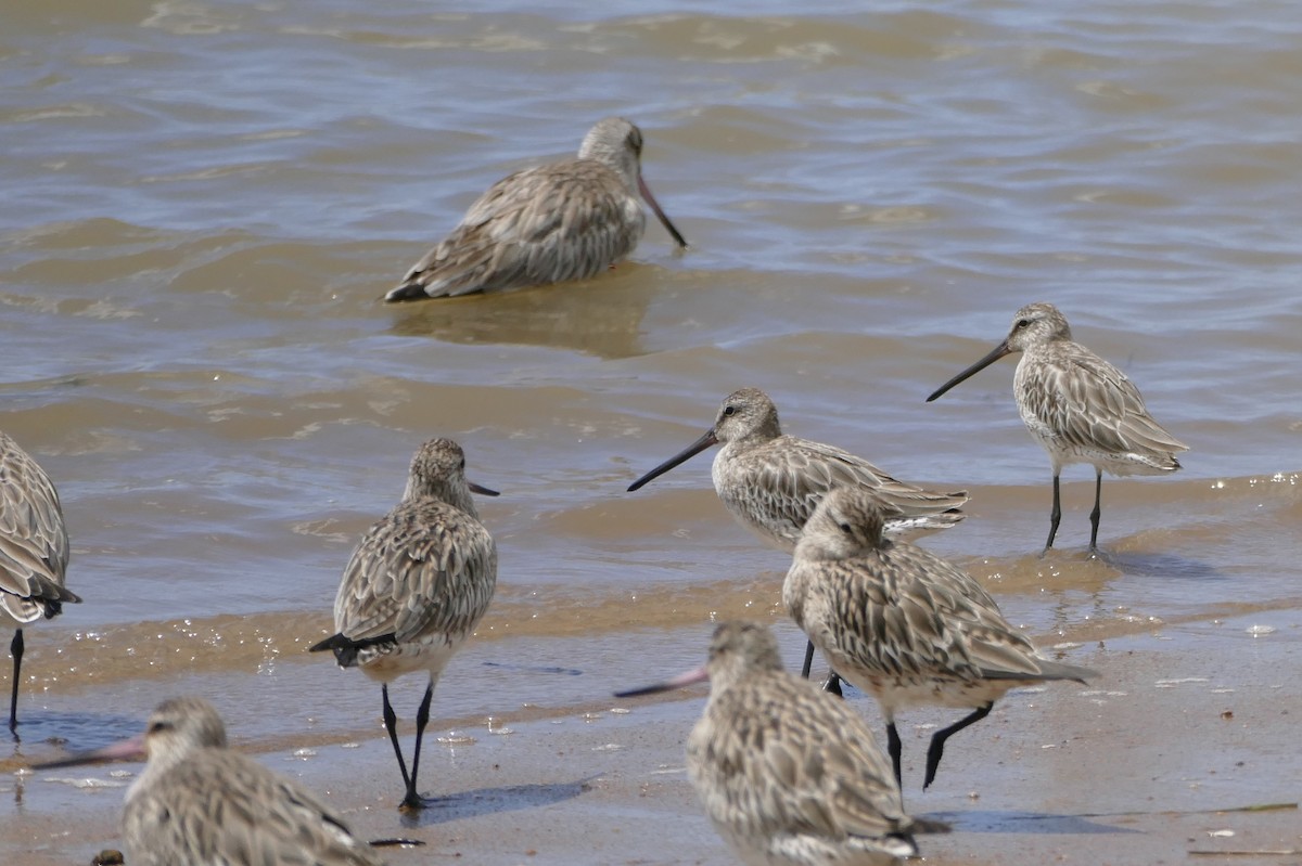 Asian Dowitcher - ML22384401