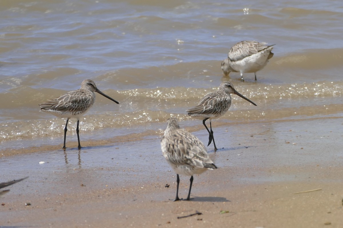 Asian Dowitcher - ML22384411