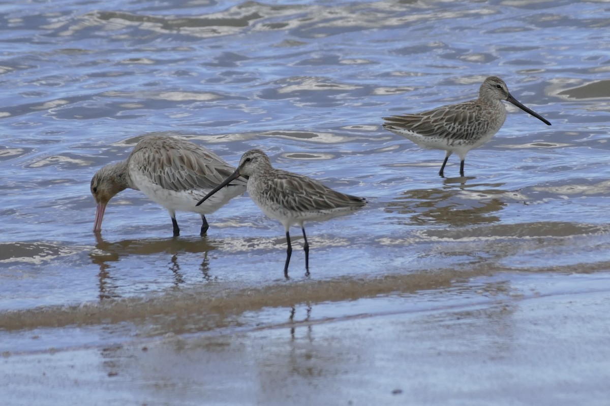Asian Dowitcher - ML22384431
