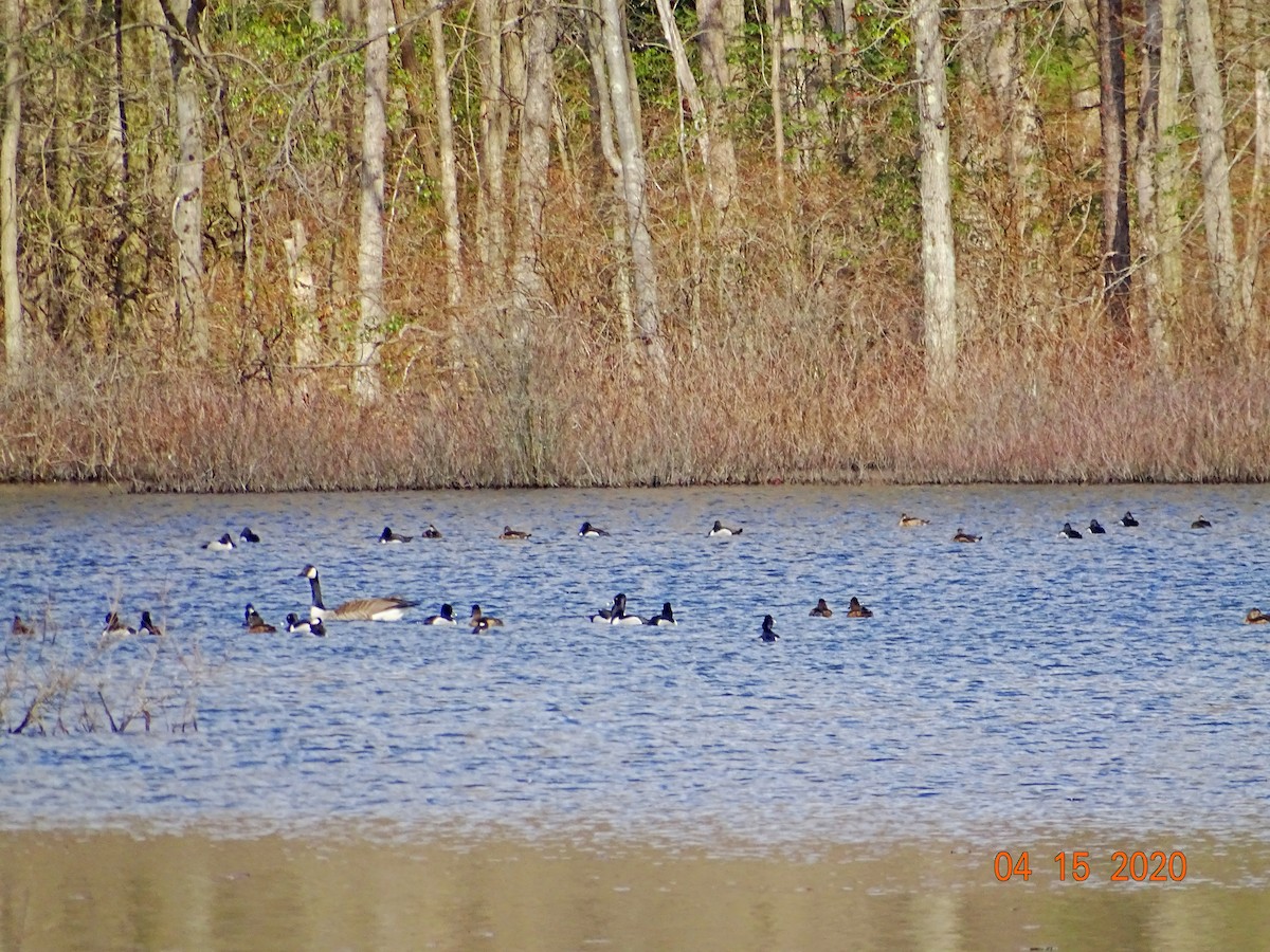 eBird Checklist - 15 Apr 2020 - Tippits Pond - 18 species