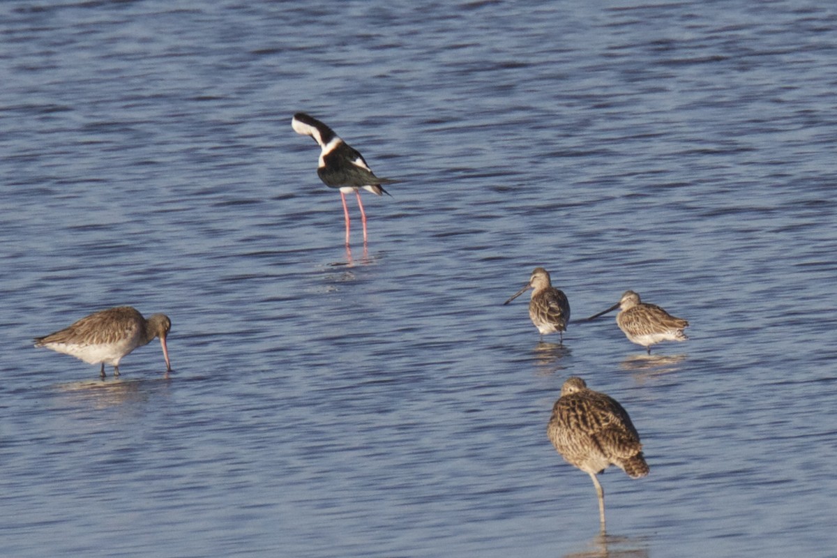 Asian Dowitcher - ML22385621