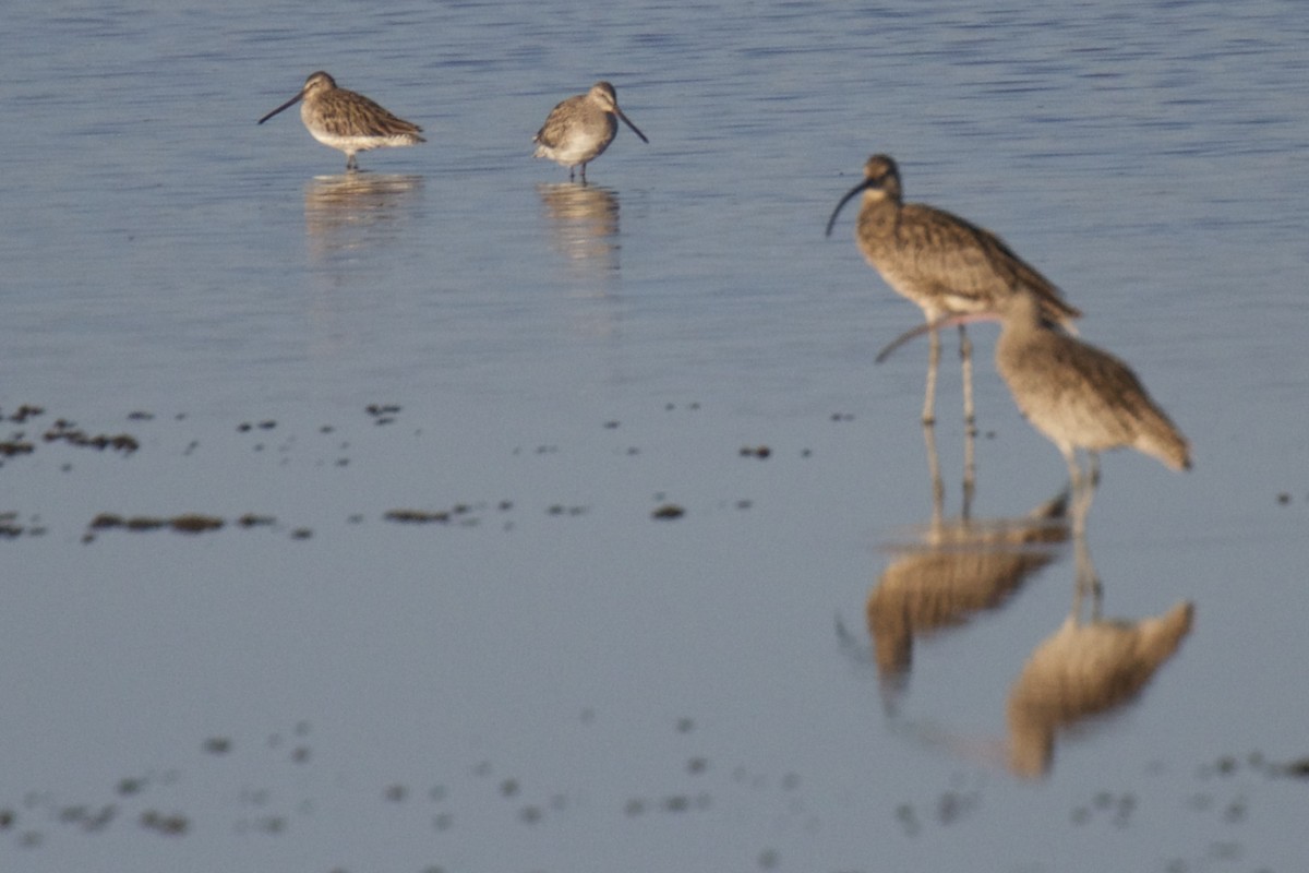 Asian Dowitcher - ML22385651