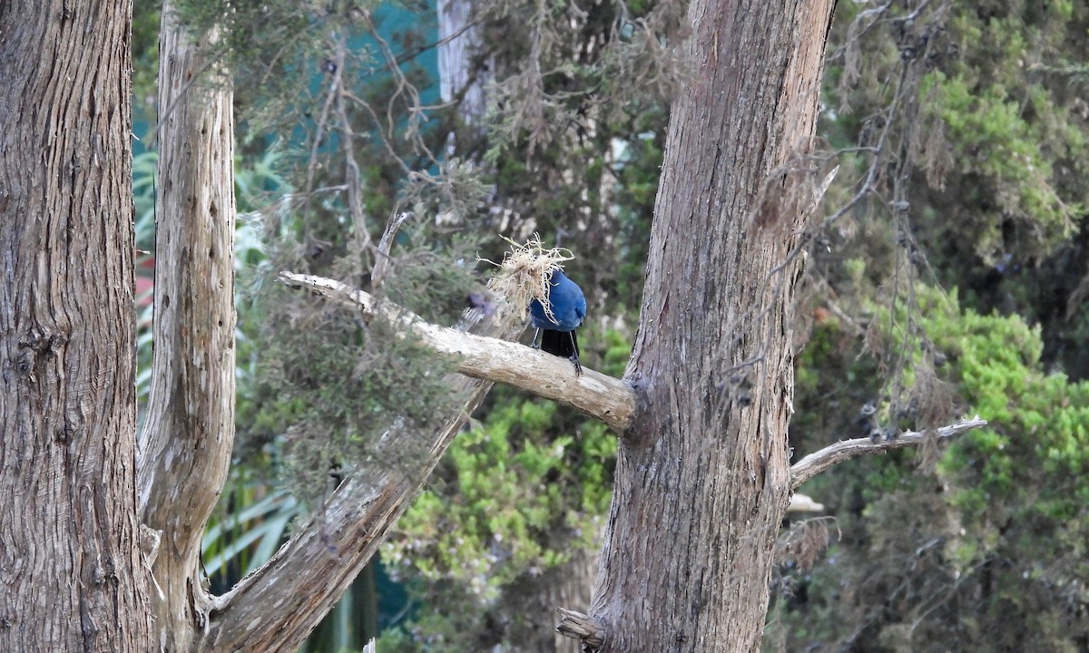 Steller's Jay (Middle American) - ML223859701
