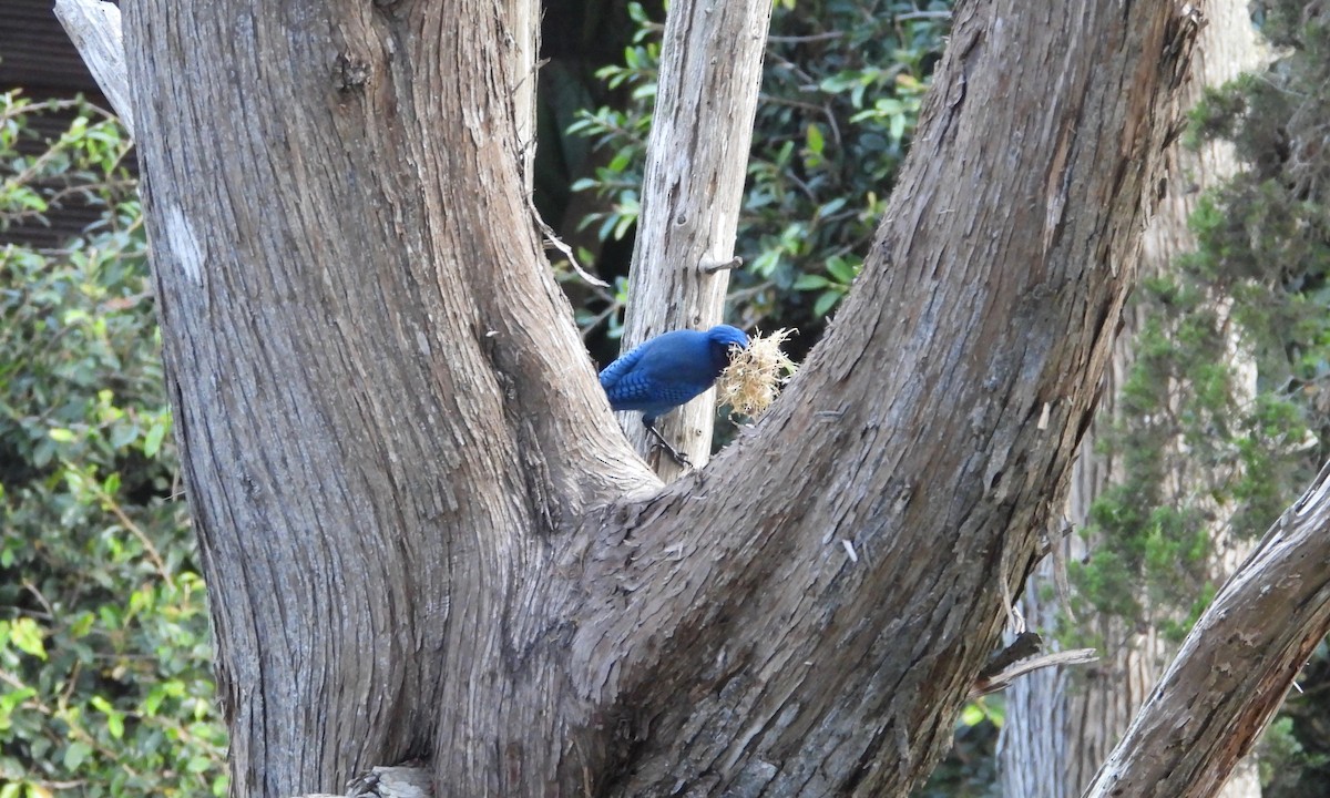 Steller's Jay (Middle American) - ML223859711