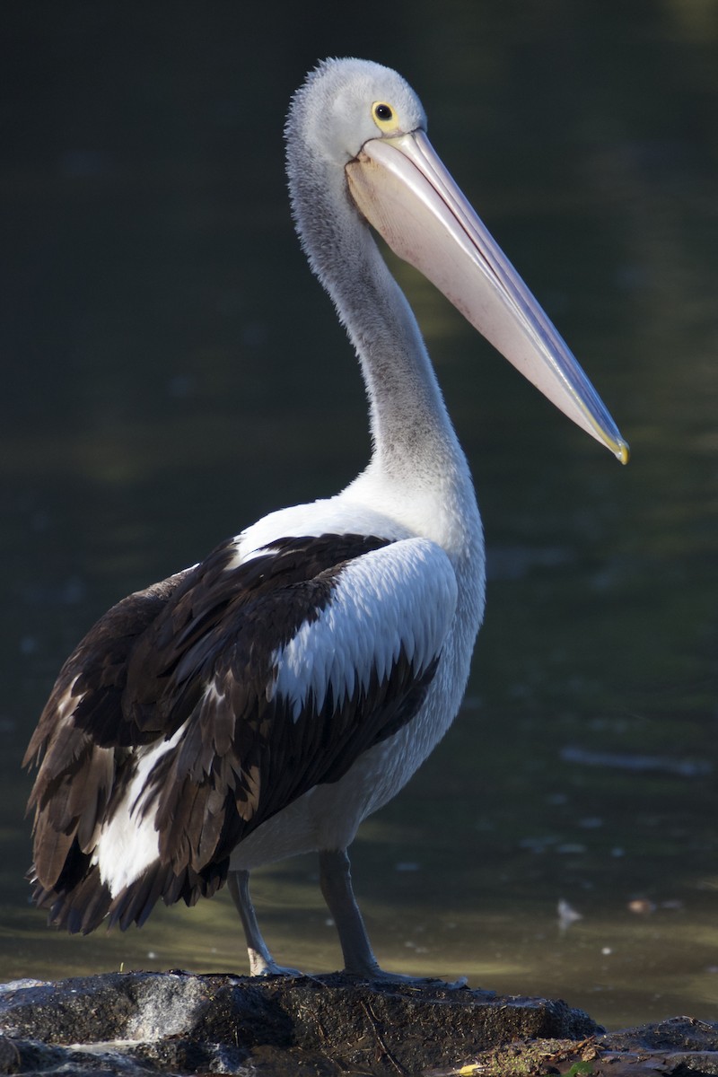 Australian Pelican - Chris Barnes