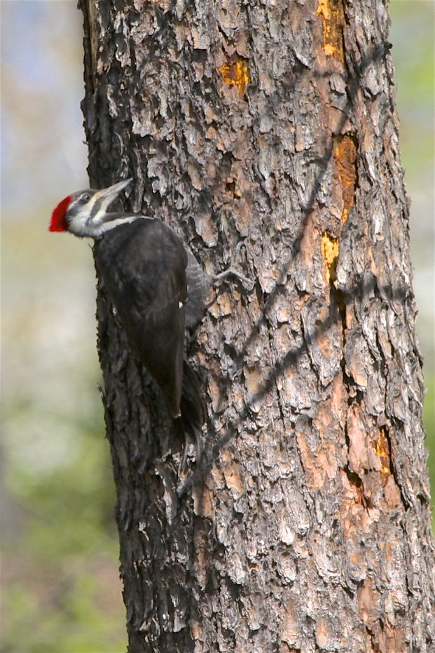 Pileated Woodpecker - ML223862251