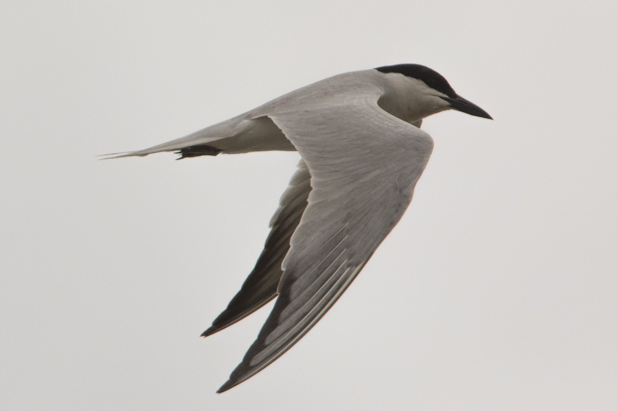 Gull-billed Tern - ML223862711