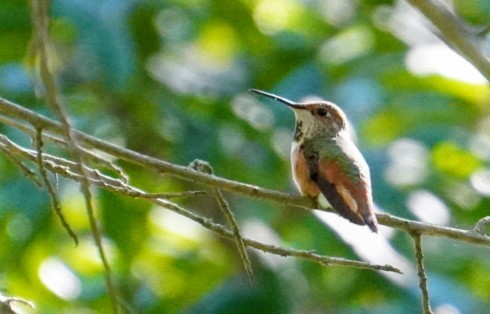 Allen's Hummingbird - Shiree Goins