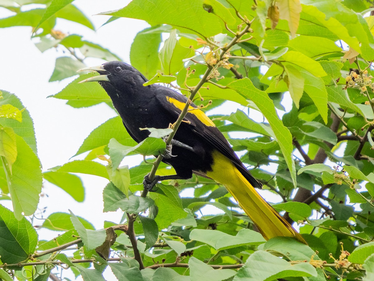 Yellow-winged Cacique - ML223864491