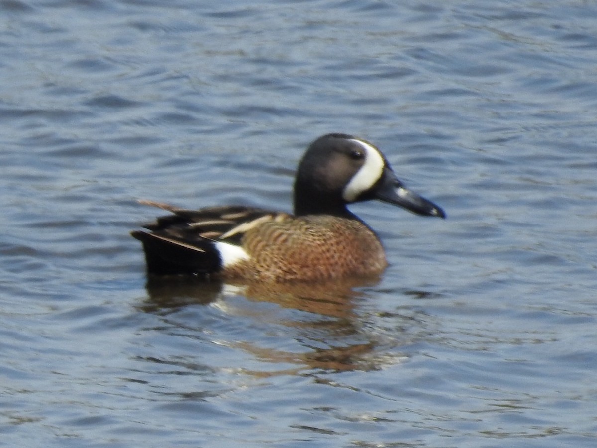 Blue-winged Teal - ML223865051
