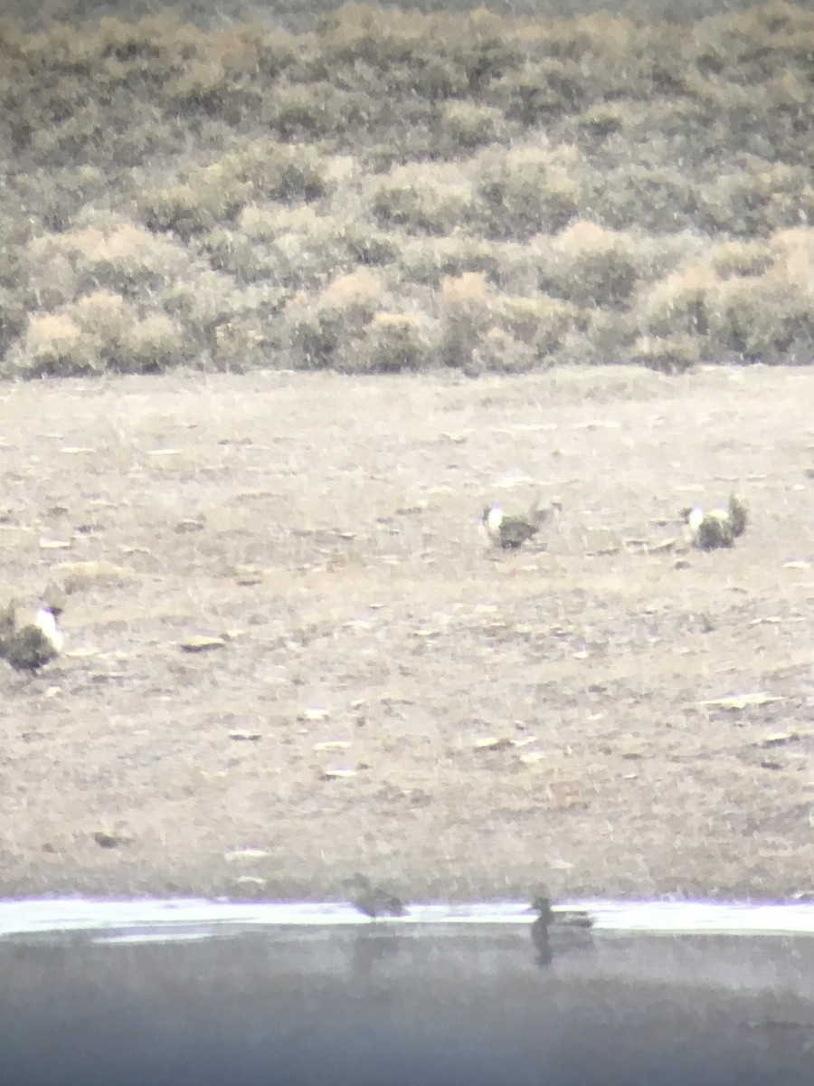 Greater Sage-Grouse - ML223865091