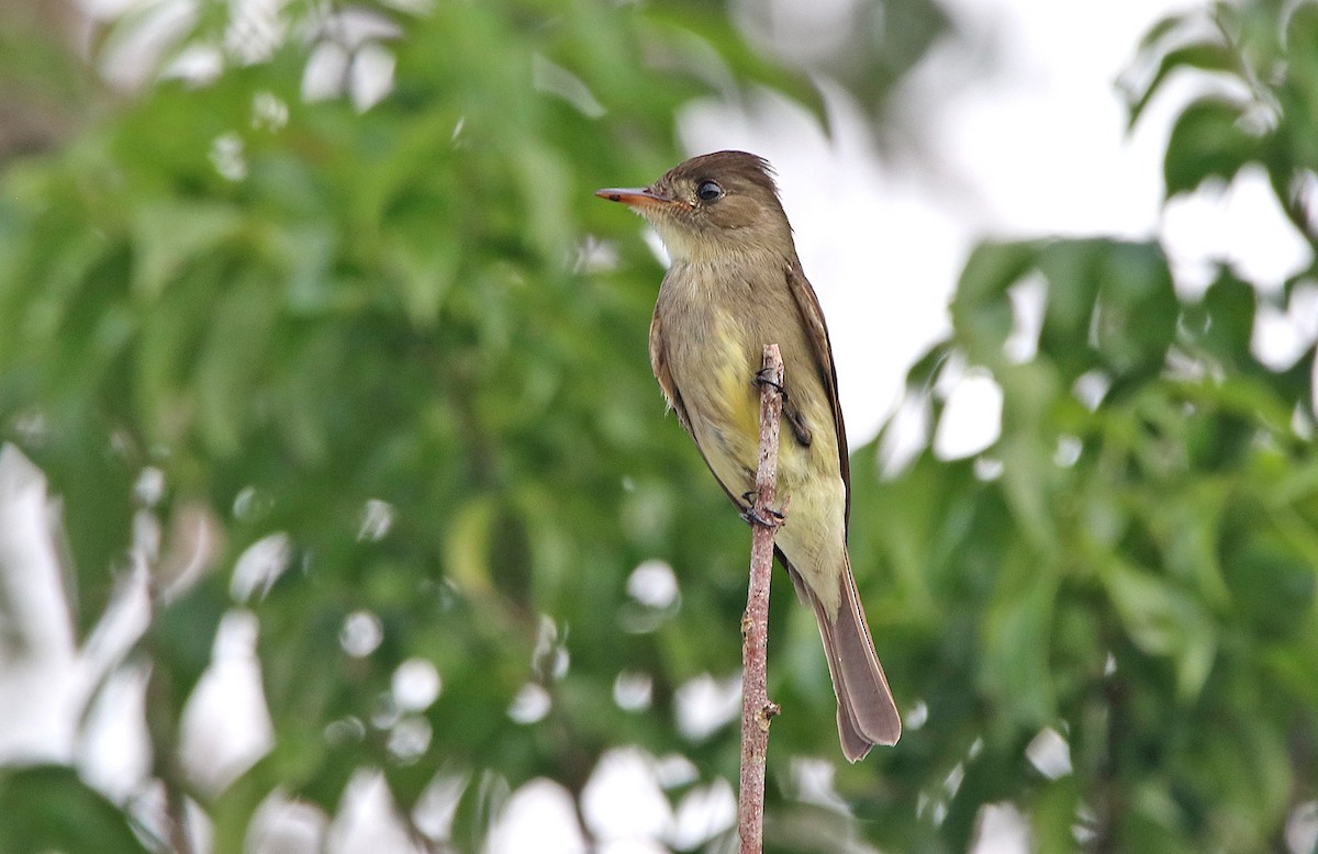Northern Tropical Pewee - Tim Avery