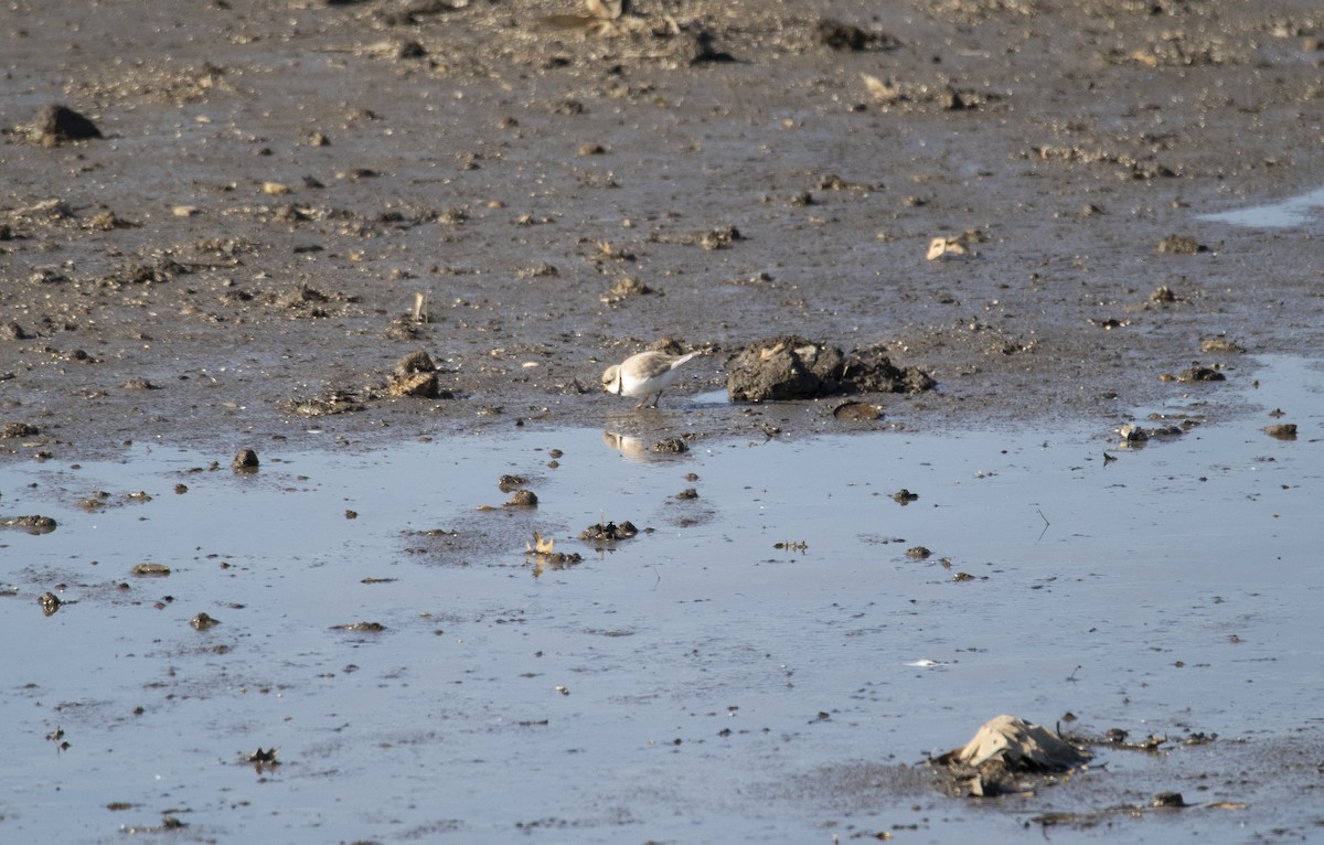 Piping Plover - ML223871391