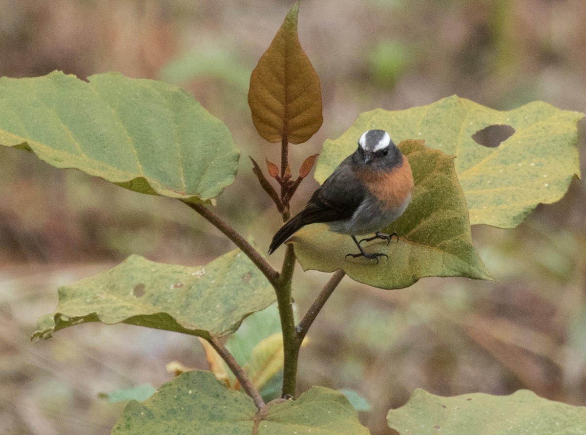 Rufous-breasted Chat-Tyrant - John Sterling