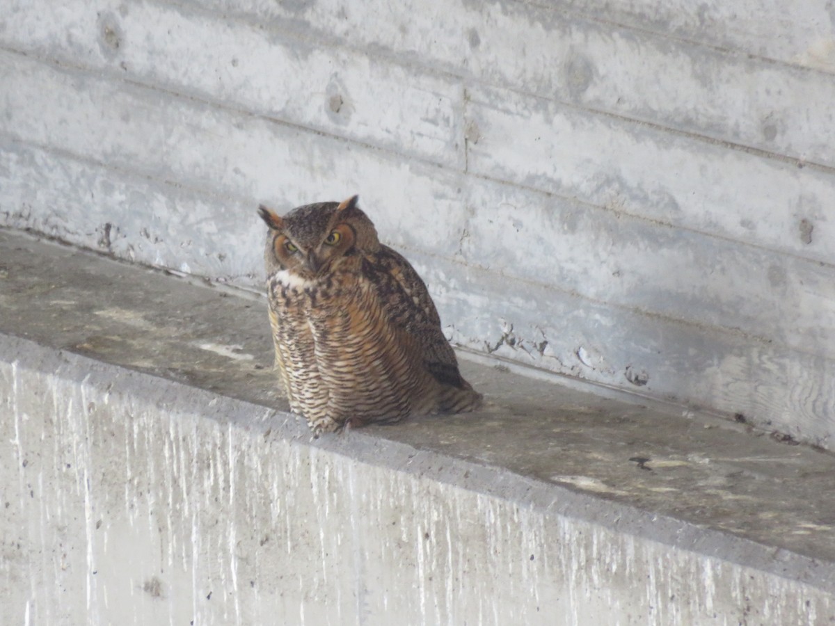 Great Horned Owl - ML223875001