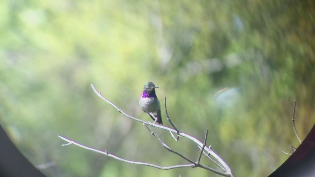 Black-chinned x Costa's Hummingbird (hybrid) - ML223875321