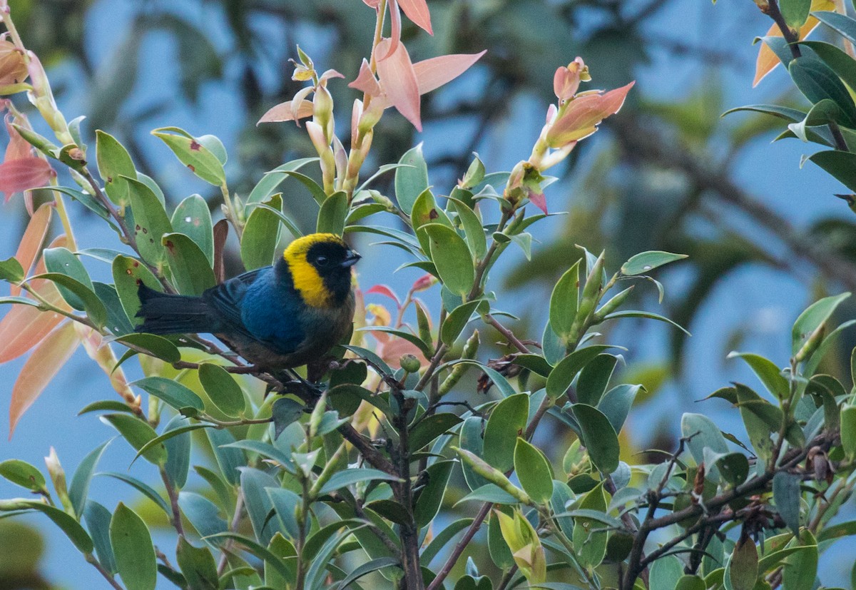 Golden-collared Tanager - ML223876151