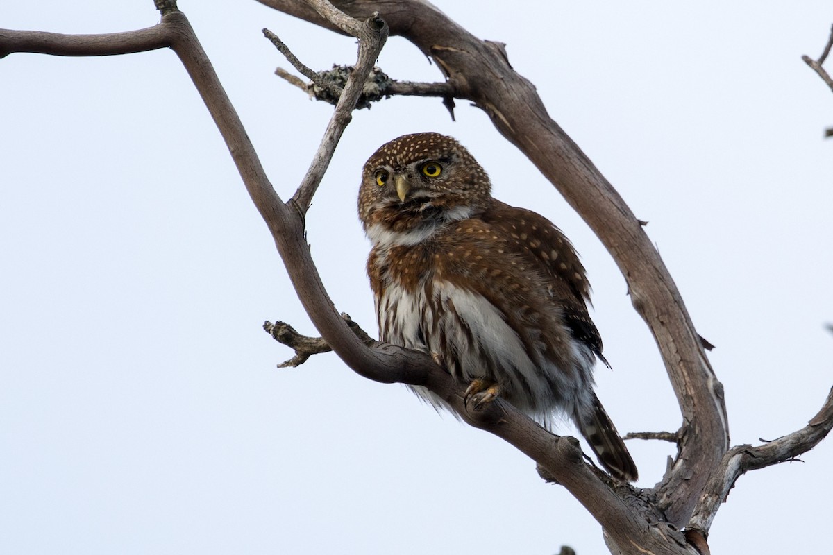 Northern Pygmy-Owl - ML223876681