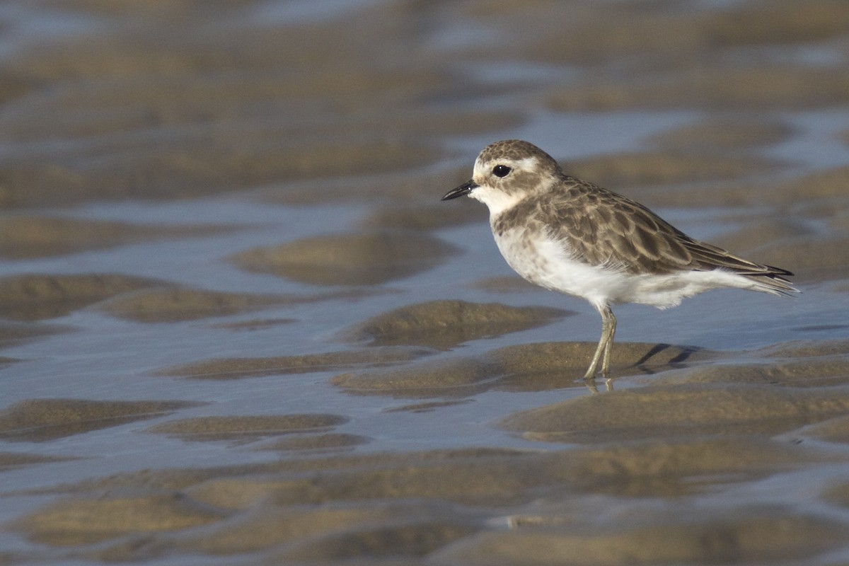 Double-banded Plover - ML22387731