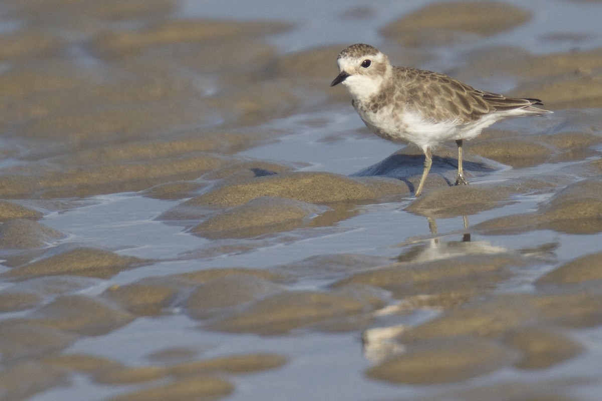 Double-banded Plover - ML22387751