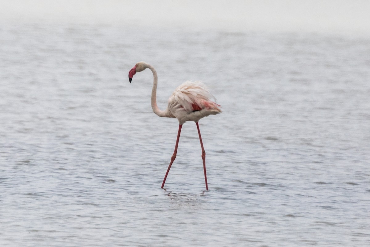Greater Flamingo - ML223878851