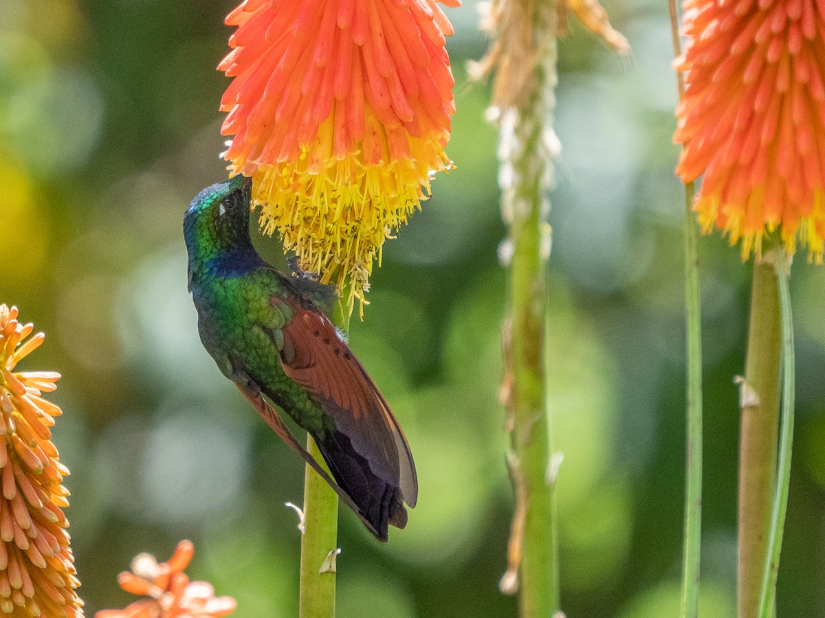Garnet-throated Hummingbird - Chris Fischer