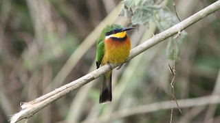  - Cinnamon-chested Bee-eater