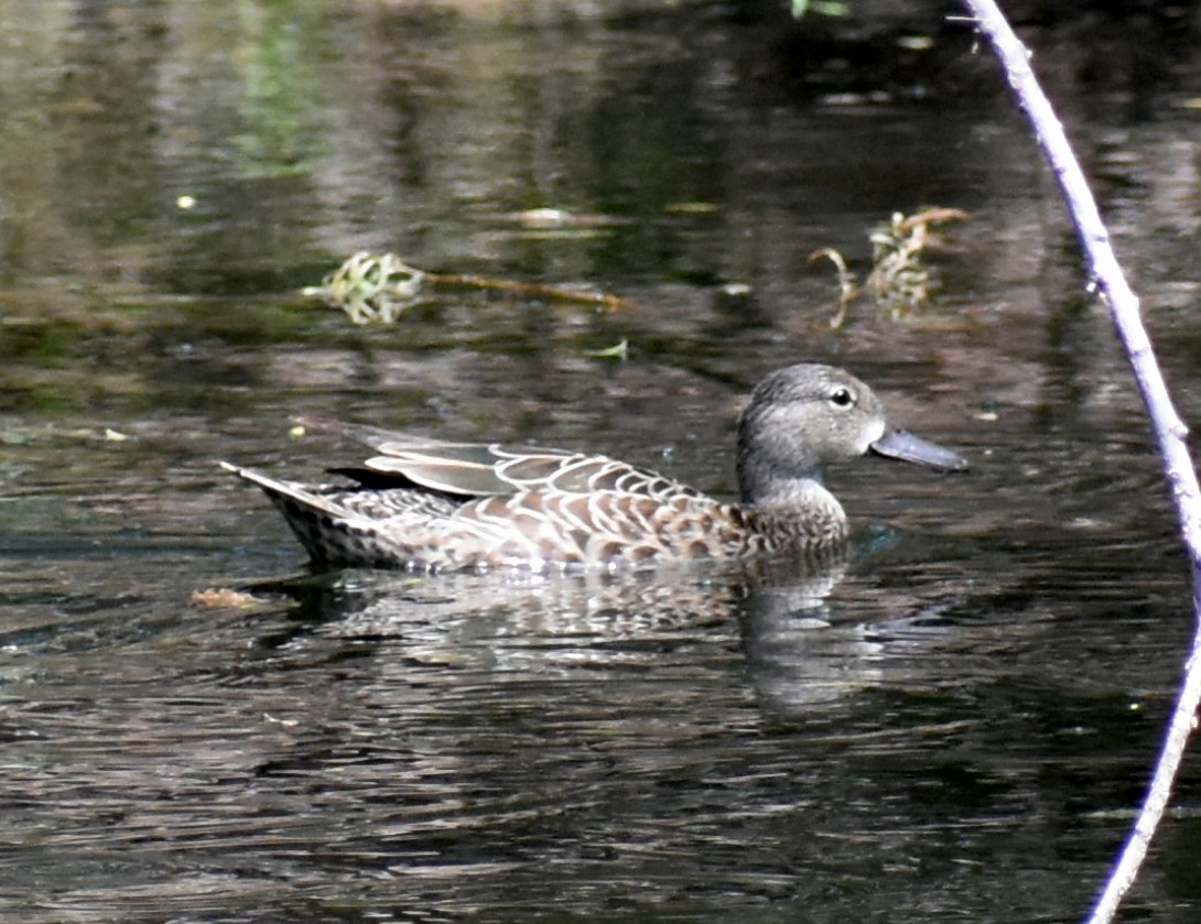 Blue-winged Teal - ML223881631