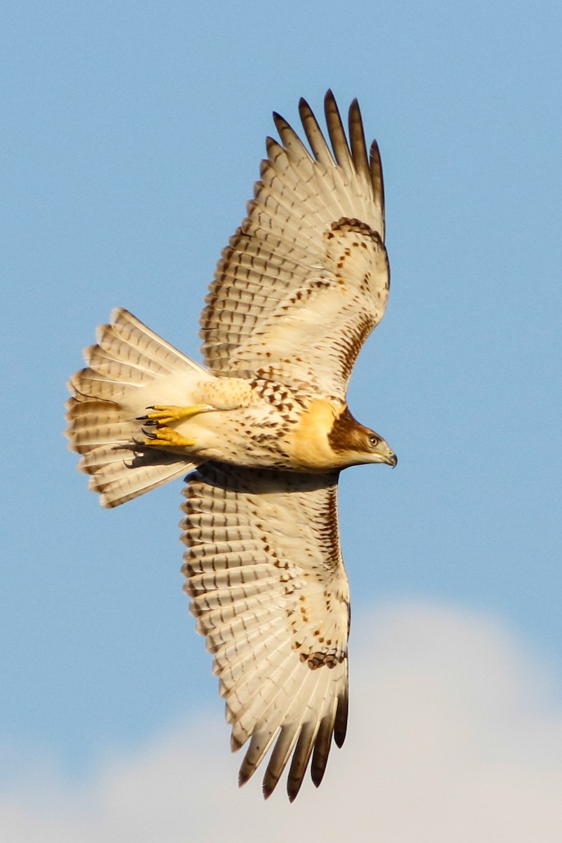Red-tailed Hawk (fuertesi) - ML223889731