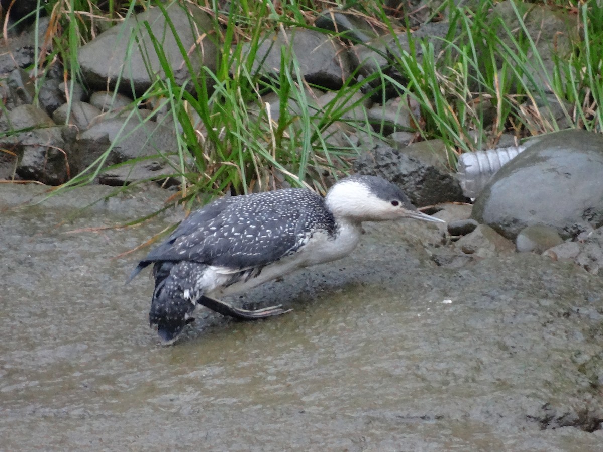 Red-throated Loon - ML22389171