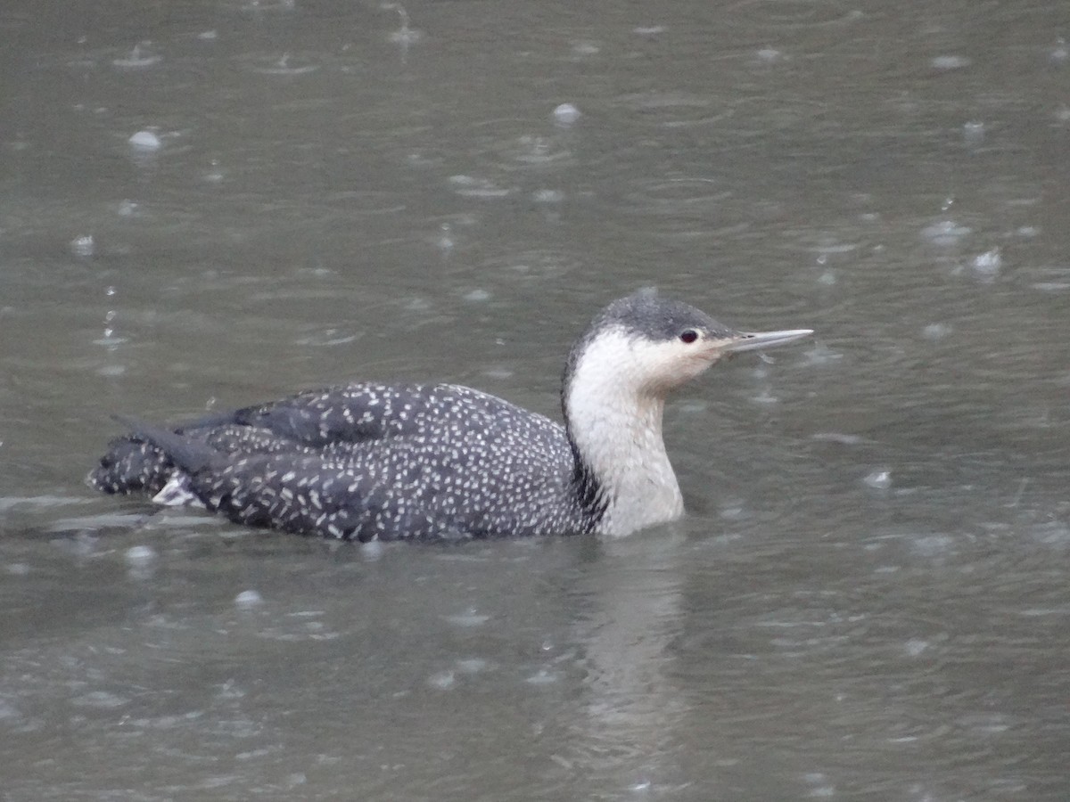 Red-throated Loon - ML22389201