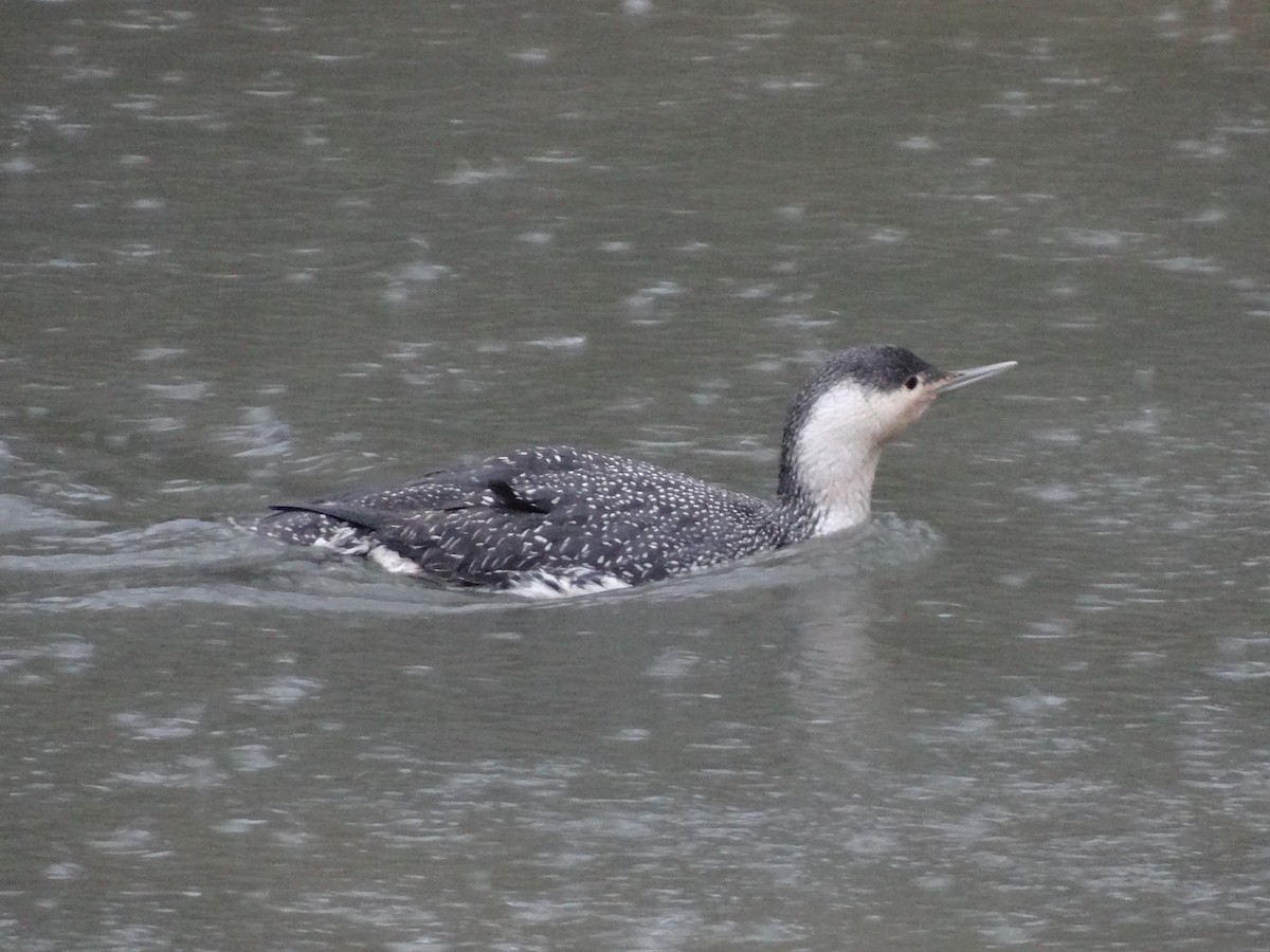 Red-throated Loon - ML22389231