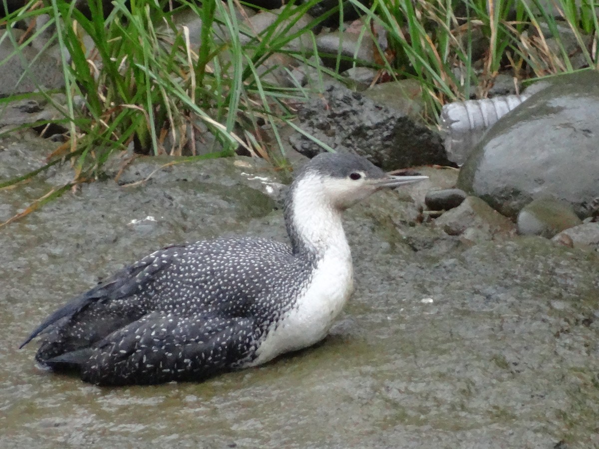 Red-throated Loon - ML22389261