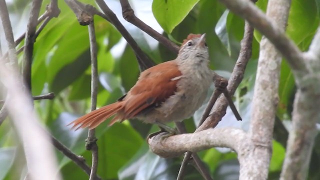 Rusty-backed Spinetail - ML223893431