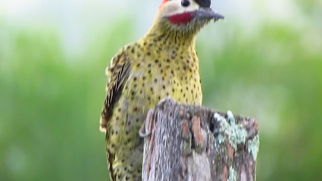 Green-barred Woodpecker (Green-barred) - ML223894251