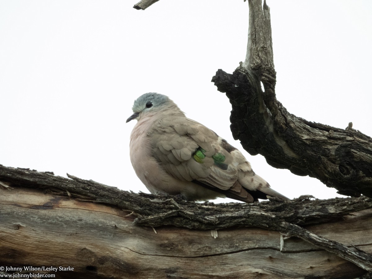 Emerald-spotted Wood-Dove - ML223906851