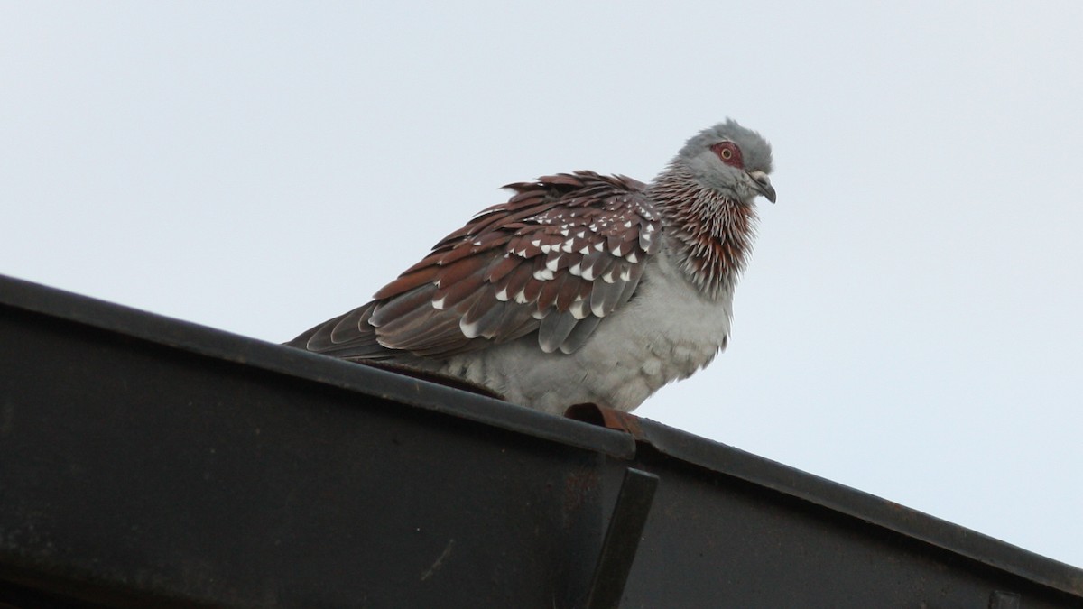 Speckled Pigeon - Daniel Jauvin