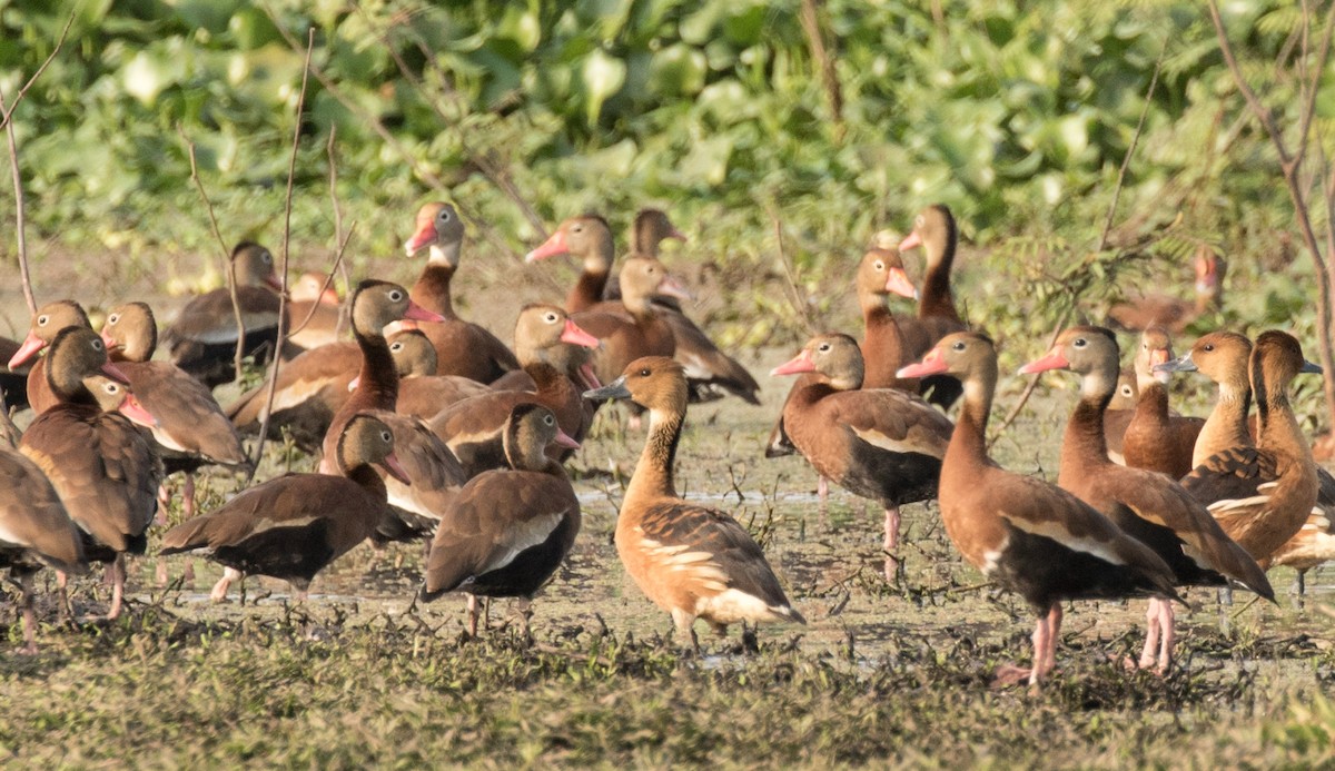 Fulvous Whistling-Duck - ML223910681